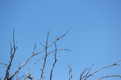 Estrilda troglodytes