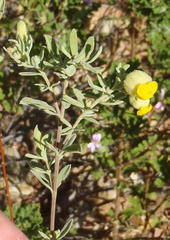 Hermannia mucronulata