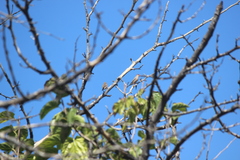 Estrilda troglodytes