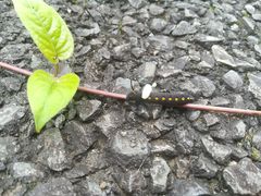 Theretra oldenlandiae