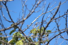 Estrilda troglodytes