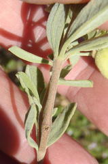 Hermannia mucronulata