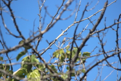 Estrilda troglodytes