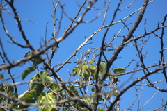 Estrilda troglodytes