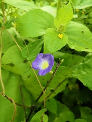 Ipomoea aristolochiifolia