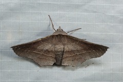 Oenochroma vetustaria