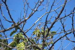 Estrilda troglodytes