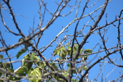 Estrilda troglodytes