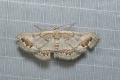 Dithalama cosmospila