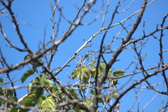 Estrilda troglodytes