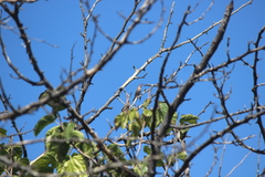 Estrilda troglodytes