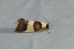 Telecrates laetiorella