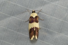 Telecrates laetiorella