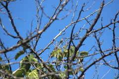 Estrilda troglodytes