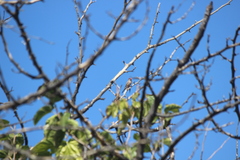 Estrilda troglodytes