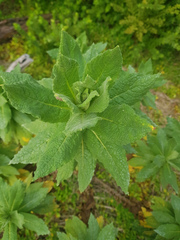 Apalochlamys spectabilis