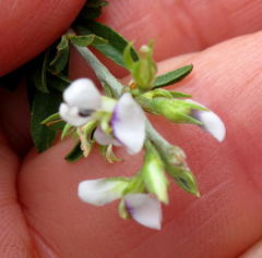 Psoralea spissa