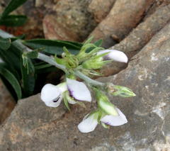 Psoralea spissa
