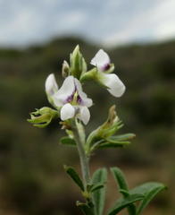 Psoralea spissa