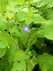 Ipomoea aristolochiifolia