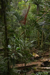 Chambeyronia divaricata