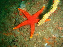 Fromia schultzei