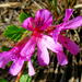 Pelargonium betulinum - Photo Sem direitos reservados, uploaded by Di Turner