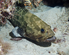 Epinephelus polyphekadion