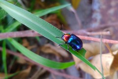 Parheminodes pulcher