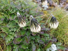 Oreoseris nivea
