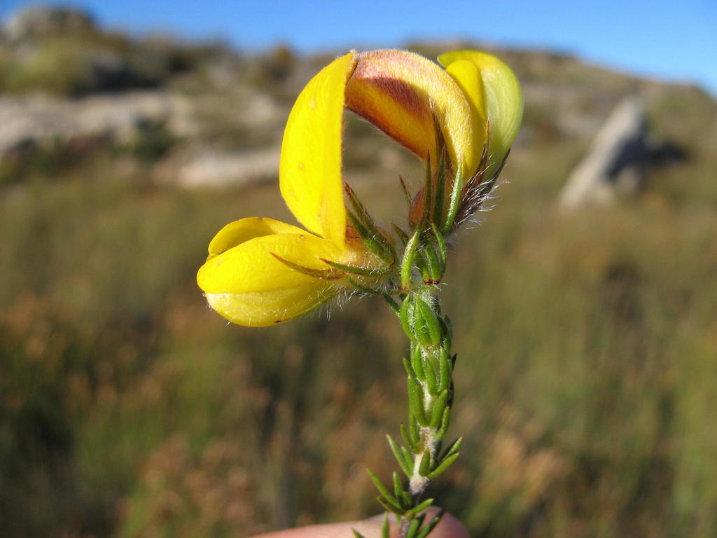 Aspalathus galeata