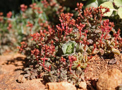 Crassula exilis cooperi