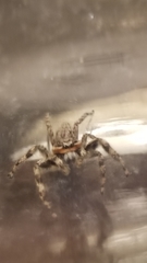Platycryptus undatus