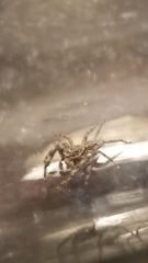 Platycryptus undatus