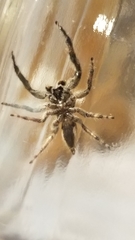 Platycryptus undatus