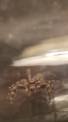 Platycryptus undatus