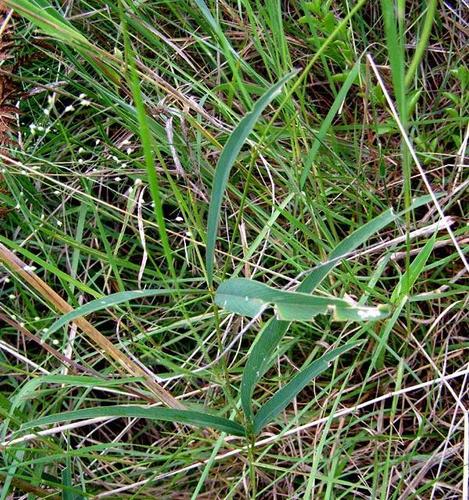 Tephrosia elongata var. elongata image