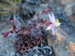 Anacampseros retusa