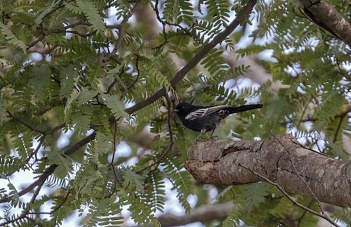 Melaniparus niger