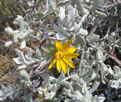 Berkheya cuneata