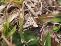 Diasemia accalis