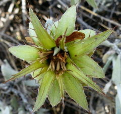 Berkheya cuneata