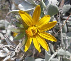 Berkheya cuneata