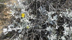 Berkheya cuneata