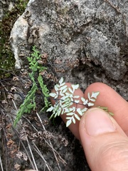 Argyrochosma limitanea