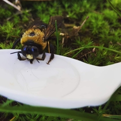 Xylocopa virginica