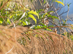 Prinia superciliaris