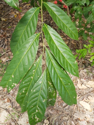 Image of Harpullia ramiflora by (c) Tim, some rights reserved (CC BY)