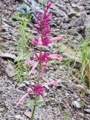 Agastache pallida