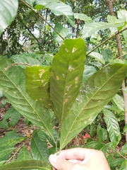 Harpullia ramiflora